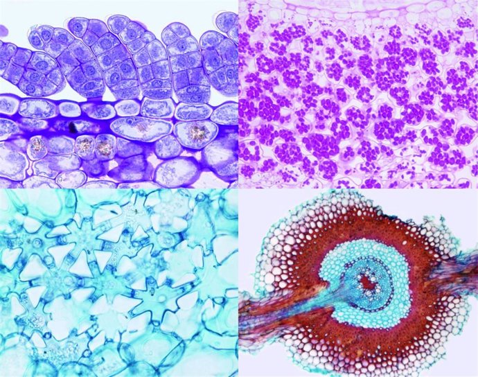 Nuevo servicio científico del Real Jardín Botánico-CSIC