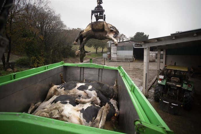 Archivo - Un camión mete en un contenedor a una vaca muerta, en una ganadería de lácteo en la parroquia de Piñeiro, a 14 de noviembre de 2023, en Xermade, Lugo, Galicia (España). Son 18 comarcas veterinarias las afectadas por algún brote de Enfermedad Hem