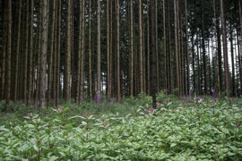 Foto: Daniel Vogl/dpa - Archivo