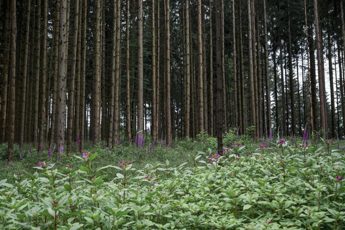 Archivo - FILED - 17 June 2024, Bavaria, Steinwiesen: Spruce trees threatened by bark beetle infestation grow in a forest during the deployment of the bark beetle task force "Team ZE". Photo: Daniel Vogl/dpa