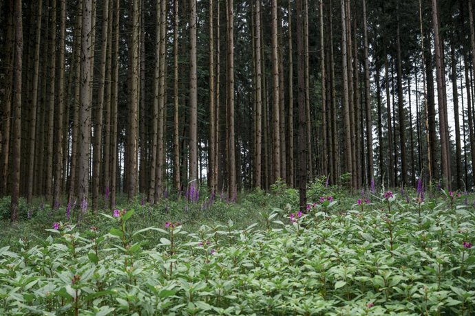 Archivo - FILED - 17 June 2024, Bavaria, Steinwiesen: Spruce trees threatened by bark beetle infestation grow in a forest during the deployment of the bark beetle task force "Team ZE". Photo: Daniel Vogl/dpa
