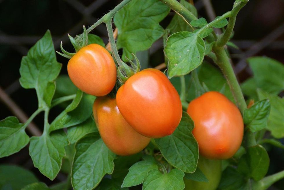 El trabajo ha permitido generar un mapa funcional del metabolismo del tomate (Solanum lycopersicum)