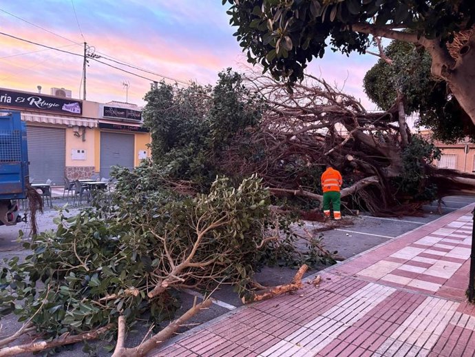 Imagen del árbol caído por el viento