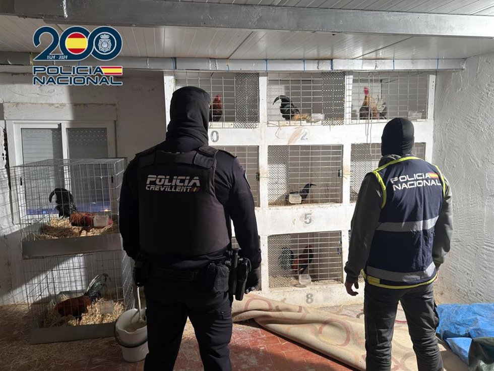 Gallos intervenidos en la operación