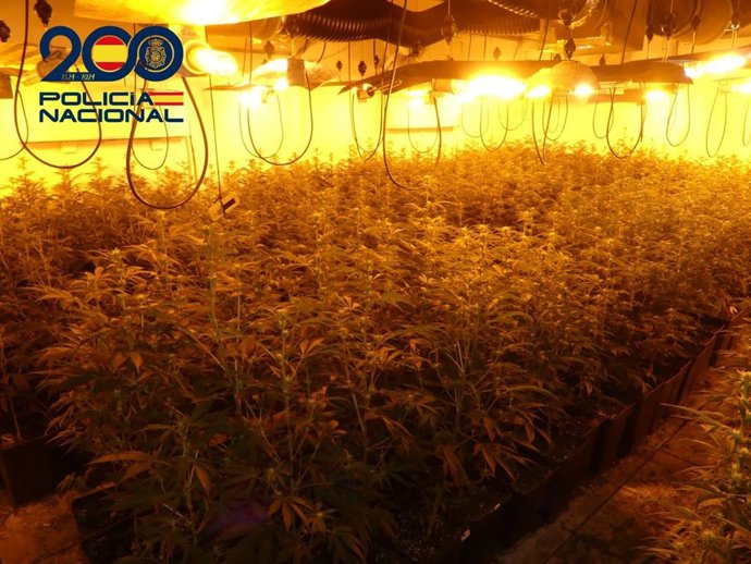 Plantación de marihuana desmantelada en una vivienda de Linares.