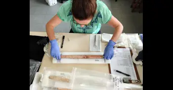 La caza de ballenas comenzó hace 5.000 años, mil años antes de lo que se creía, según un estudio