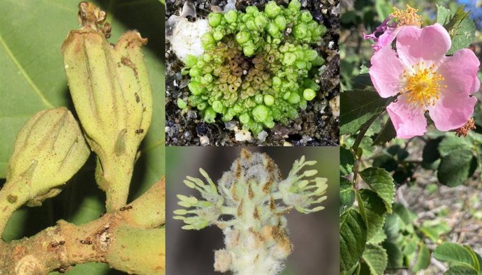 Descritas 80 nuevas especies botánicas