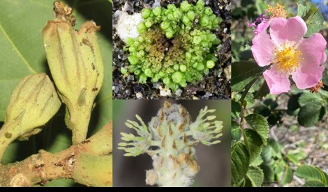 notibrasil sociedade