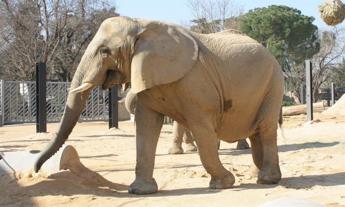 Imagen de la elefanta Susi, la más longeva de su especie en el Zoo de Barcelona, que ha muerto este viernes.