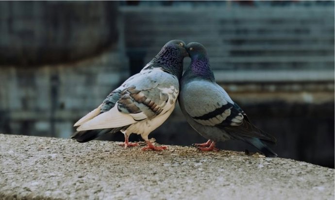 Qué significa que una paloma aparezca en tu balcón y cómo evitarlo sin hacerles daño