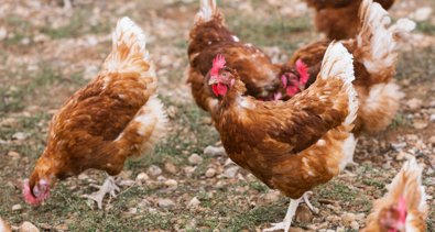 EpAgro - Agricultura