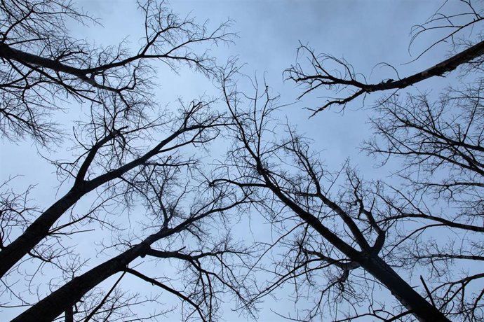 Ramas desnudas de árboles durante el solsticio de invierno, a 21 de diciembre de 2025, en la Sierra de Guadarrama, Madrid (España). El inicio del invierno en el hemisferio norte está definido por el instante en que la Tierra pasa por el punto de su órbita