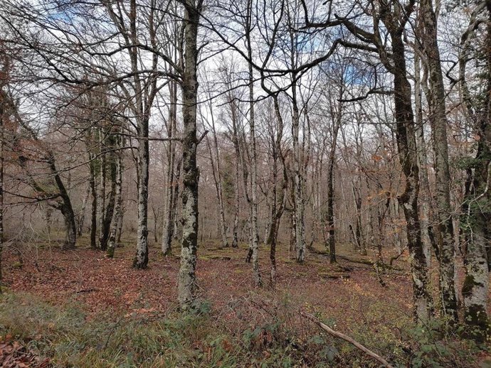 Archivo - Zona forestal