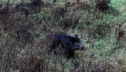 La Comunidad prevé superar las 10.000 capturas de jabalíes esta temporada tras intensificar las medidas de control