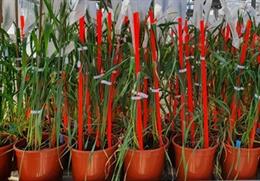 El equipo ha demostrado la estabilidad de los ajustes genéticos y su potencial para ser utilizados en cultivos más resistentes.