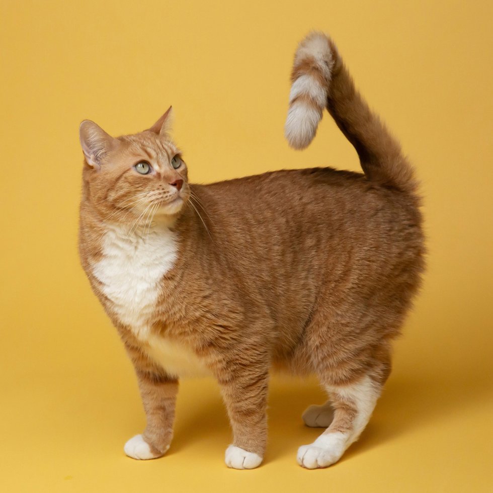 Un gato naranja