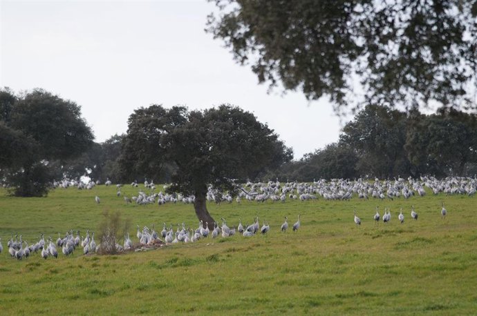 El entorno de La Colada, en el norte de la provincia de Córdoba, con las grullas.
