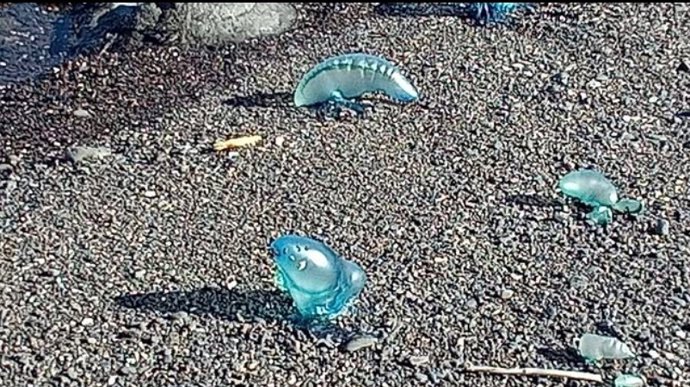 Piden precaución y evitar el baño en varias playas de Gáldar tras detectar ejemplares de carabela portuguesa