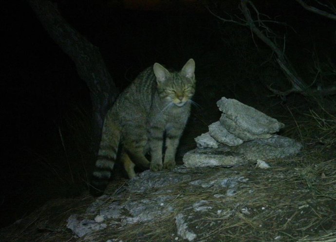 Un ejemplar de gato montés (Felis sylvestris) en Yecla