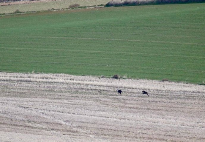 Los galgos durante la final de la I Copa Diputación de Ávila de Galgos en Campo, celebrada en Palacios de Goda.