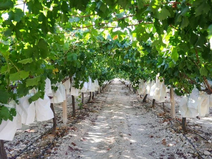 Uva de mesa embolsada del Vinalopó