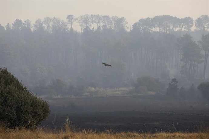 Archivo - Arxiu - Terra cremada en una muntanya entre Villalís de la Valduerna i Quintana i Congosto, després d'un incendi, a 13 d'agost de 2025, a Quintana i Congosto, León, Castella i Lleó (Espanya).