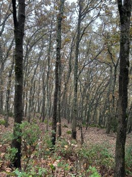 Archivo - Sierra de Gata lluviosa