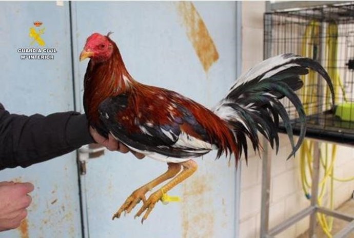 Archivo - Uno de los gallos mutilados.
