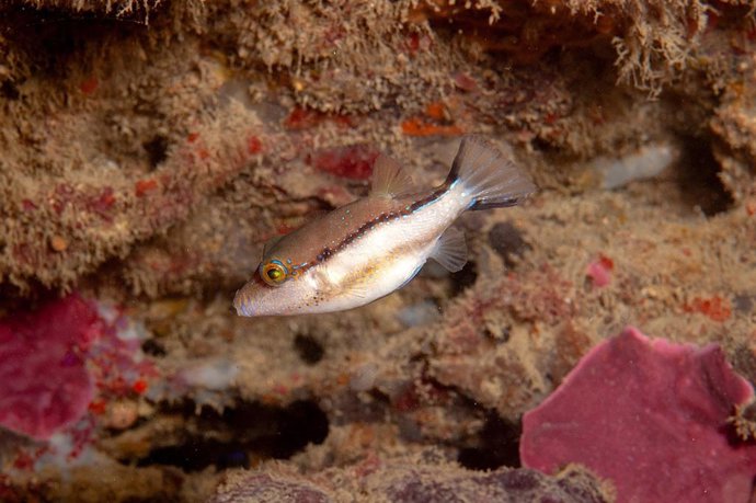 Ejemplar de Canthigaster capistrata en aguas del mar de Alborán