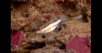 Analizan la tropicalización del Mediterráneo español y advierte de un proceso desigual entre regiones