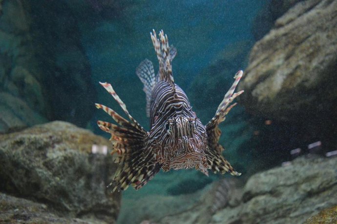 Archivo - Ejemplar de pez león (Pterois miles), especie originaria del océano Índico que está colonizando el Mediterráneo oriental a través de su paso por el canal de Suez y encontrado recientemente en la costa almeriense.