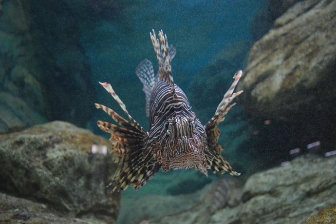 Archivo - Ejemplar de pez león (Pterois miles), especie originaria del océano Índico que está colonizando el Mediterráneo oriental a través de su paso por el canal de Suez y encontrado recientemente en la costa almeriense.