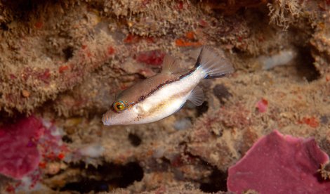 notibrasil sociedade