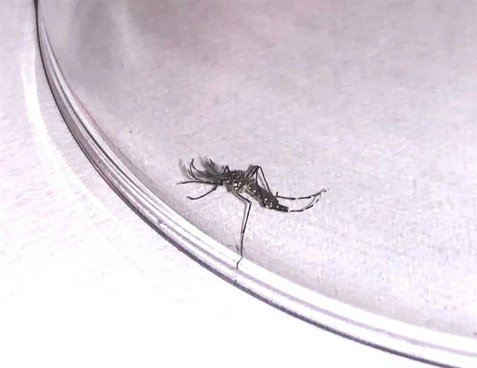 Mosquito Aedes aegypti detectado en el puerto de Santa Cruz de Tenerife