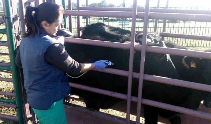 Una veterinaria comprueba el estado de salud del ganado bovino en imagen de archivo.