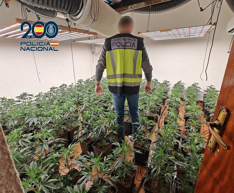 Un agente de la Policía Nacional en la plantación intervenida.