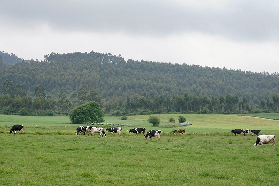 Archivo - Vacas pastando