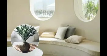 Qué es un kokedama, para qué sirve y cómo se cuida: la técnica japonesa que gana popularidad en España