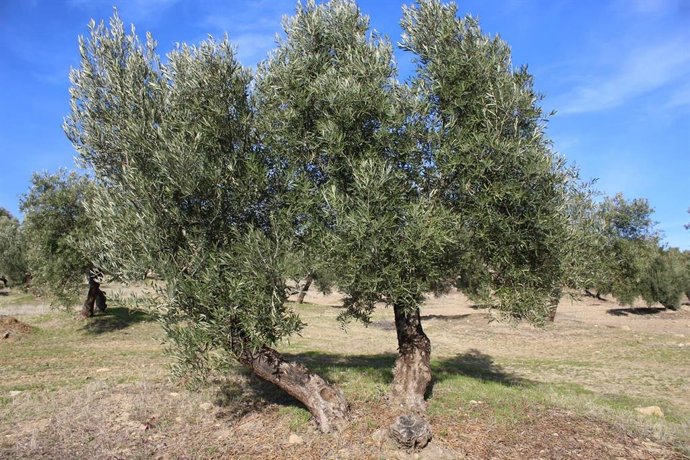 Uno de los olivares analizados.