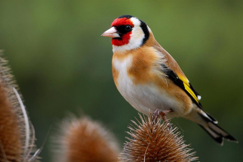 Archivo - Descienden un 19% las aves invernantes en España en 2023 respecto a 1998, según SEO/BirdLife