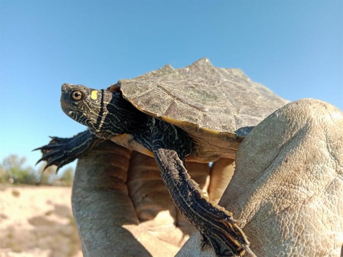 Localizan 39 tortugas autóctonas en el río Vinalopó en Elche (Alicante) y retiran algunos ejemplares invasores
