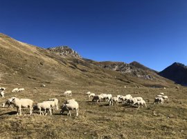 Foto: JOSÉ D. ANADÓN (IPE)