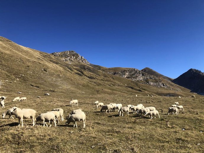 Imagen de pastoreo extensivo.