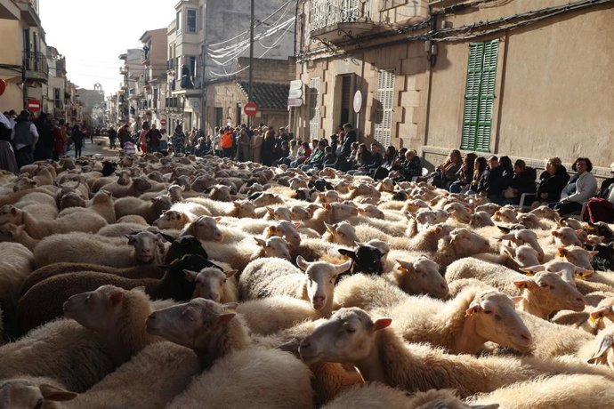 Archivo - Centenares de ovejas en la celebración de las 'beneïdes' de Sant Antoni, en Muro.