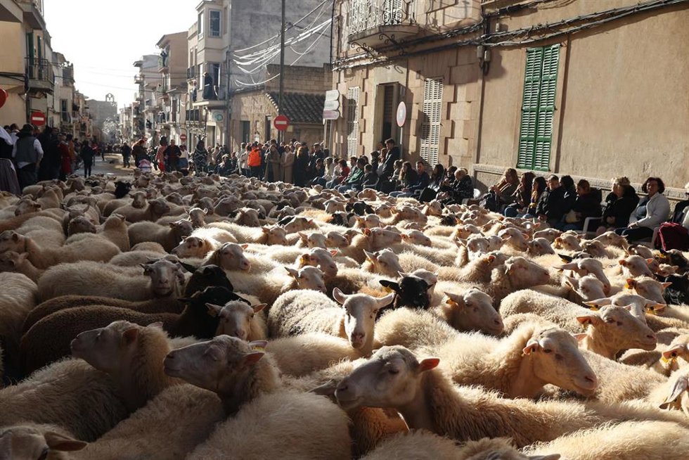 Archivo - Centenares de ovejas en la celebración de las 'benedes' de Sant Antoni, en Muro.