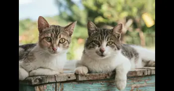 Ben Simpson-Vernon, veterinario británico: "Estas son las 4 razas de gato que no tendría nunca"