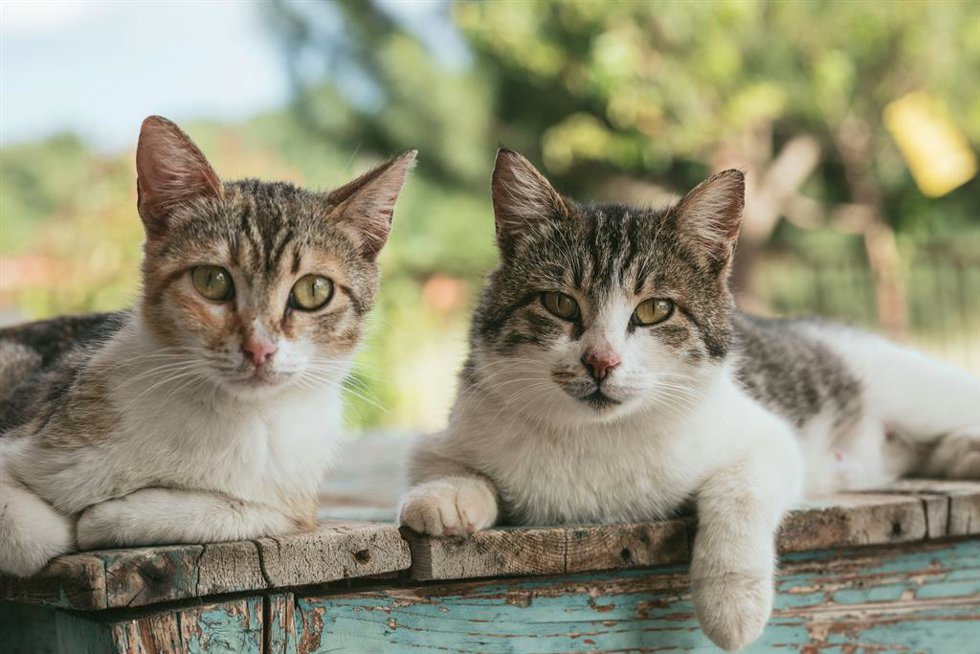 Ben Simpson-Vernon, veterinario británico: "Estas son las 5 razas de gato que no tendría nunca"