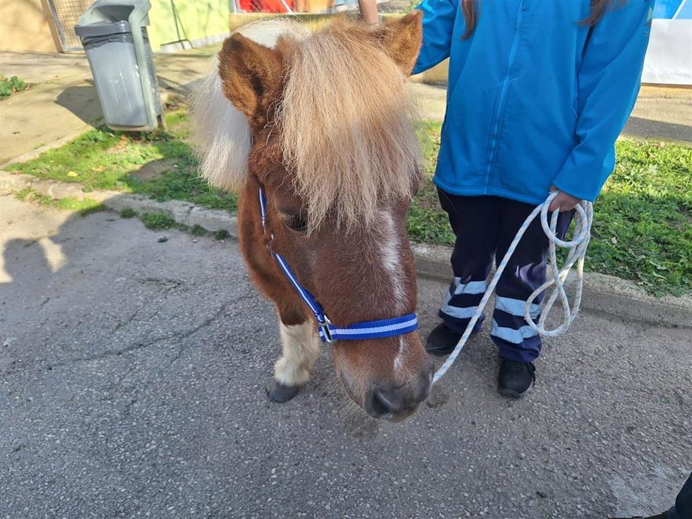 Panxo, el poni de la Policía Montada de la Policía Local de Palma que colabora en tareas educativas.