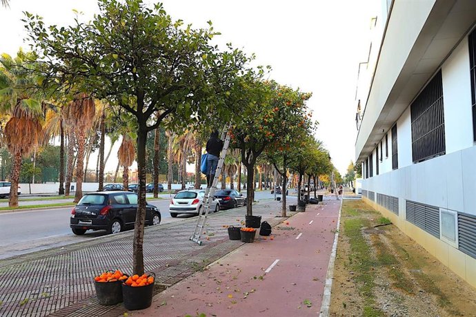 Recogida de naranjas en las calles de Jerez.