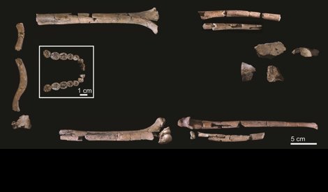 notibrasil sociedade